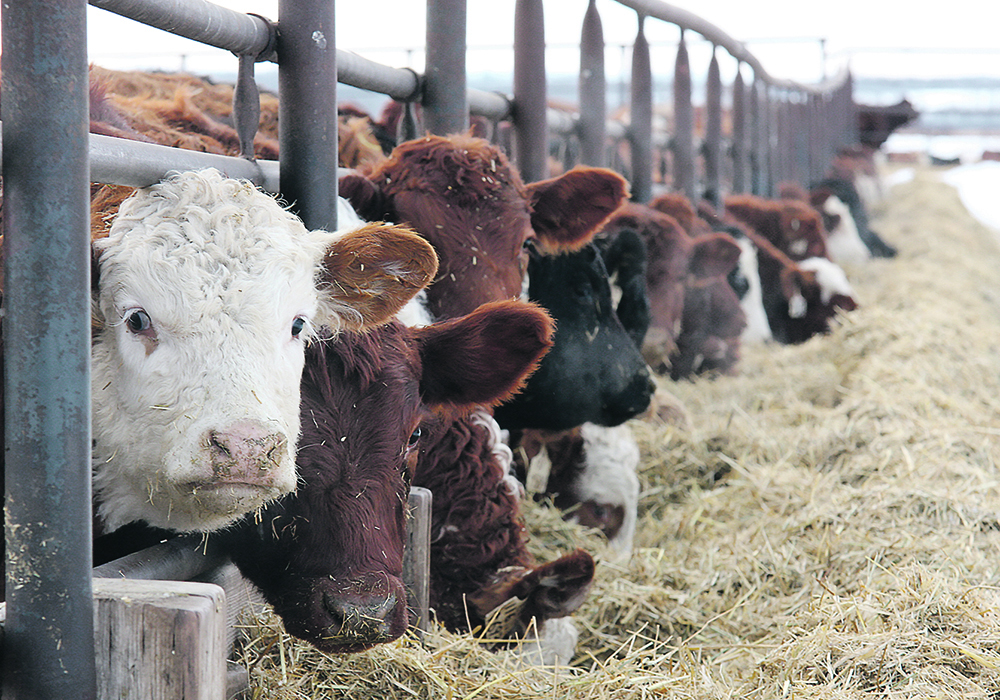 The temporary measures are the result of a strained supply of feed ingredients aggravated by border blockades, according to the CFIA. | File photo