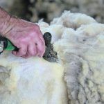 The sheep industry hopes to rebuild the country’s processing infrastructure, especially with wool. | File photo