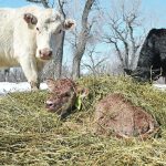 Several studies have focused on the administration of pain control medication such as non-steroidal anti-inflammatory drugs (NSAID) to calves that have undergone a difficult birth. | File photo