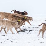 While their mothers feed, these calves routinely run en masse into the pasture and then back to the feeding troughs on the MacMillan Colony near Cayley, Alta. | Mike Sturk photo