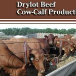 At the University of Illinois, new research by animal scientists has evaluated the approach of raising cattle in drylot conditions during what would normally be the traditional grazing season. | NDSU Carrington Research Extension Center photo