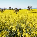 Average canola acreage in Australia was5.43 million acres in 2010-20, up significantly from 2.57 million acres in 2000-10. | Getty Images