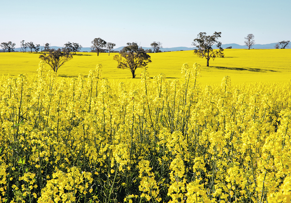 Average canola acreage in Australia was5.43 million acres in 2010-20, up significantly from 2.57 million acres in 2000-10. | Getty Images