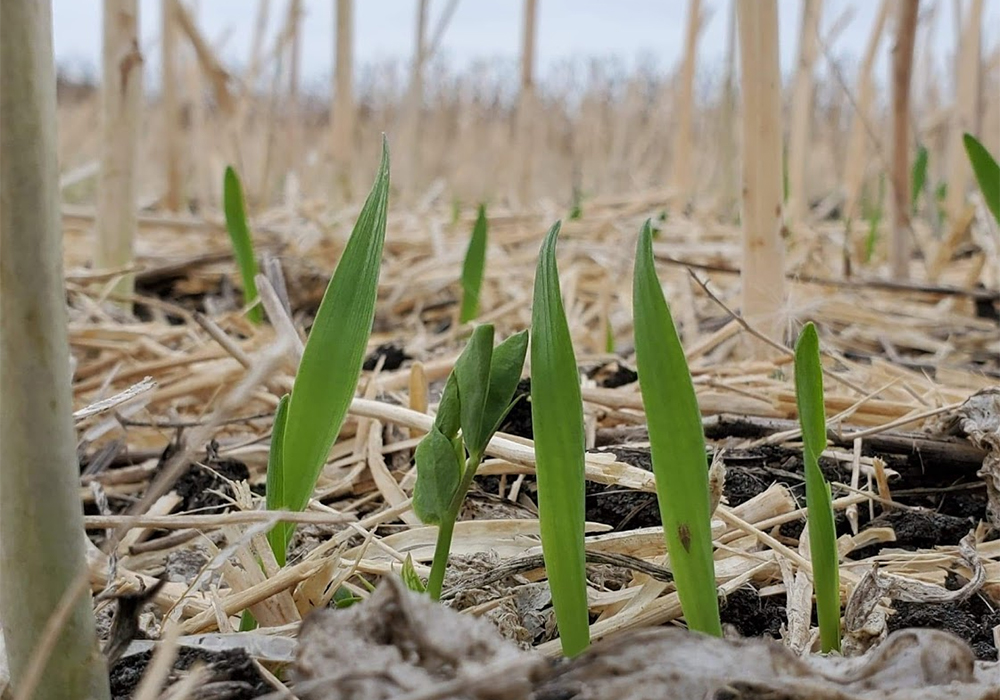 There seems to be a growing momentum of conventional farmers dabbling in cover cropping and various carbon initiatives. | University of Manitoba photo