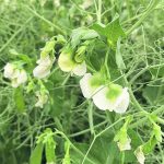 Canadian farmers have made great strides in increased sustainable production practices, but additional improvements will be required, such as the development of better nitrogen-fixating pulse varieties that would reduce fertilizer requirements for a subsequent crop. | File photo
