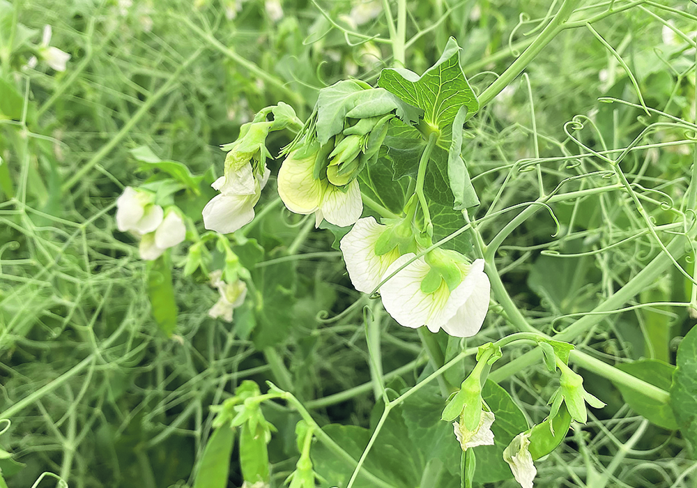 Canadian farmers have made great strides in increased sustainable production practices, but additional improvements will be required, such as the development of better nitrogen-fixating pulse varieties that would reduce fertilizer requirements for a subsequent crop. | File photo