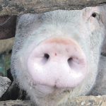 The move away from backyard hog production in China is seen to be driving the significant increase in livestock feed demand in that country. | File photo