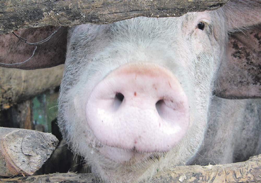 The move away from backyard hog production in China is seen to be driving the significant increase in livestock feed demand in that country. | File photo