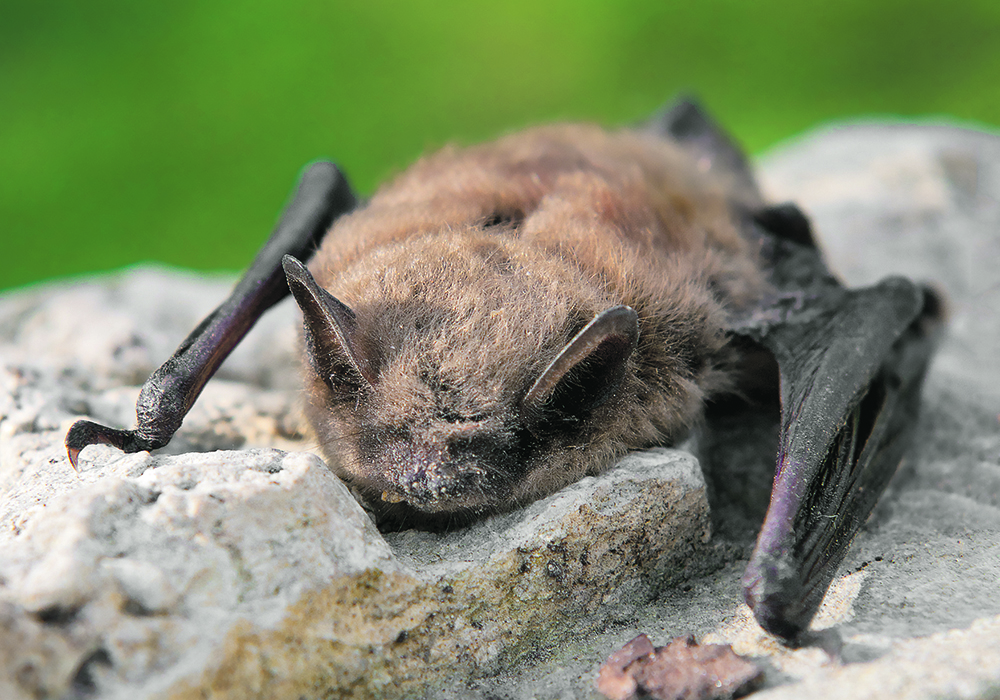 White-nose syndrome has hit little brown bat populations hard with the species listed as "at risk" in many regions. | Getty Images