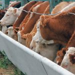 In Canada, the product may not be on the market for years because Health Canada and the Canadian Food Inspection Agency have classified the additive as a veterinary drug. | File photo