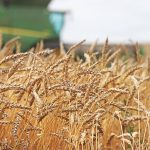 "For me I won't be changing anything and I'd say that's probably 75 percent of farms," said Stephen Vandervalk, Alberta vice-president of the Western Canadian Wheat Growers. | File photo