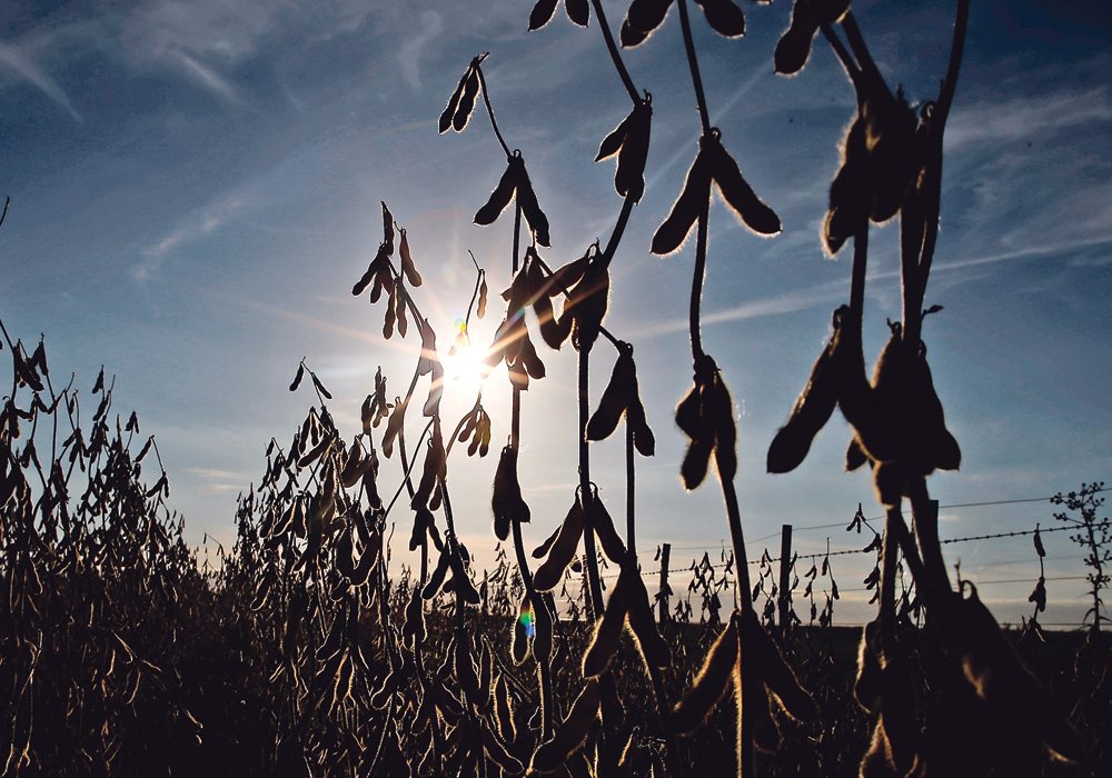 The country's 2021/22 soy crop is estimated at between 40 million to 42 million tonnes, though was hit hard by drought at the start of the year. | Reuters photo