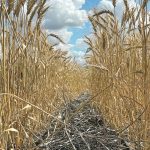 Latest crop ratings for U.S. wheat, confirming poor conditions in drought-affected states like Kansas, also supported wheat in the face of losses in other commodity markets. | File photo
