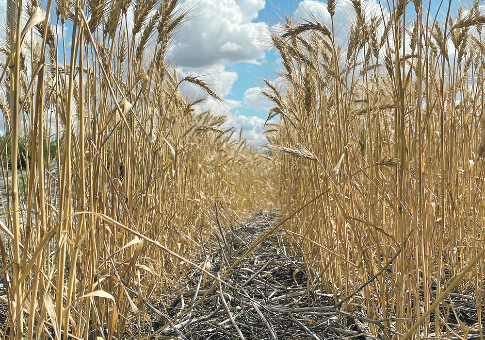 Latest crop ratings for U.S. wheat, confirming poor conditions in drought-affected states like Kansas, also supported wheat in the face of losses in other commodity markets. | File photo