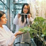 Lingling Jin, assistant professor of computer science in the University of Saskatchewan’s College of Arts and Science, uses a smartphone to photograph canola plants inside a Global Institute for Food Security greenhouse with help from Paulina Cholango Martinez, plant growth facilities platform lead at GIFS. The photos will be analyzed so that researchers can measure leaf area and growth rate between different plants. | William DeKay photo