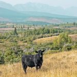 The Pisony family of southwestern Alberta has reached an agreement with the Nature Conservancy of Canada to restrict development of 300 acres of land in perpetuity. | Nature Conservancy of Canada/Brent Calver photo