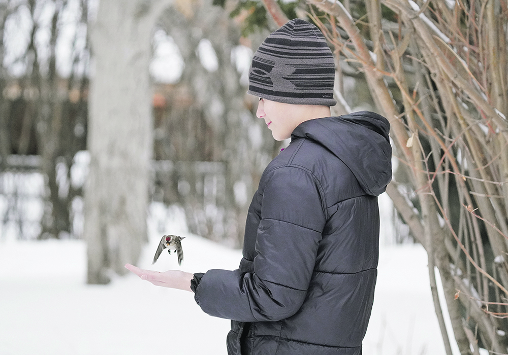A redpoll checks out seed offered by Alexander Beaulieu of Saskatoon. | Ryan Beaulieu photo