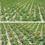 Young soy plants (top) are already getting crowded in a double-seeded overlap area, while this problem is eliminated with an automatic row control seeder setup. Alberta Pulse Growers research looked at the benefits of similar systems in field pea and canola. | CNH Industrial America LLC photos