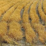 Researchers are successfully developing techniques using drones and hyperspectral camera imaging to uniformly evaluate desiccant performance and potentially accelerate new products’ time to market. | Robin Booker photo