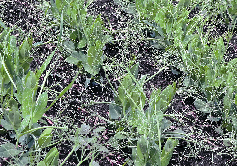 Research in southern Alberta shows that planter-seeded field peas, chickpeas and fababeans exhibit better emergence and plant density. | Robin Booker photo