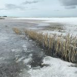 Conditions in early spring are near perfect for denitrification, says soil scientist Richard Ferrell. Up to 80 percent of a field’s annual nitrous oxide emissions can occur at this time. | Paul Yanko photo