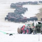 It can be difficult for cow-calf operators to spend a lot of time marketing their cattle, but an industry analyst says there are steps they can take to protect their income. | Mike Sturk photo