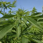 Growers planted 54,152 acres of hemp in fields last year and harvested 33,480 acres. The top states by area were Colorado, which seeded 10,100 acres and harvested 3,100 acres, and Montana, with 7,900 planted acres and 4,500 harvested acres. | File photo