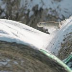 A Richardson’s ground squirrel jumps between two round bales in a yard south of High River, Alta., late last month. A looming ban on use of two percent strychnine is expected to make it more difficult for producers to control the rodents. | Mike Sturk photo