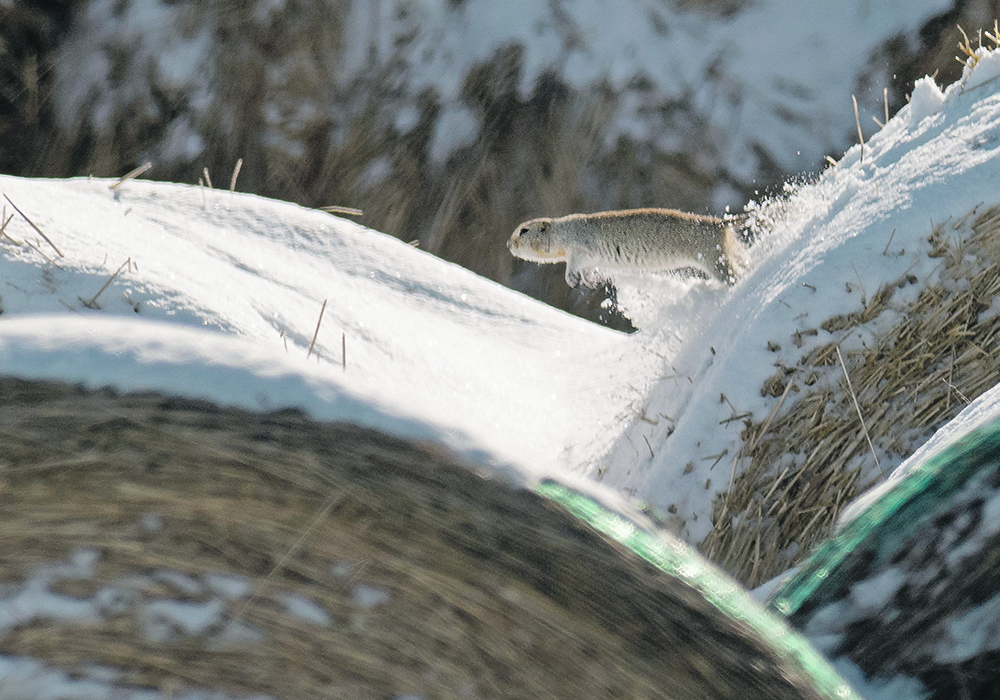 A Richardson’s ground squirrel jumps between two round bales in a yard south of High River, Alta., late last month. A looming ban on use of two percent strychnine is expected to make it more difficult for producers to control the rodents. | Mike Sturk photo