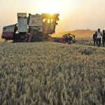 Weather conditions in China were bad when the country’s winter wheat crop was planted, and the seeding delays likely made the crop more susceptible to disease and winterkill, which could lead to yield and quality issues. | Reuters photo