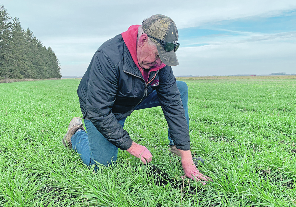 East Selkirk farmer Doug Martin, who was photographed last October checking the winter wheat on his farm near East Selkirk, Man., says it appears the crop survived the winter. | Ed White photo
