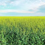 In a March 17 webinar Mike Jubinville, ag commodity market analyst with MarketsFarm, said underlying market factors continue to support prices for Canadian canola, despite record values. | File photo