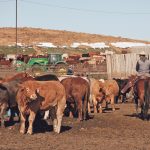 The well-being of the Canadian cattle feeding industry depends on uninterrupted rail service that’s needed to deliver essential feed supplies, including U.S. corn. | File photo