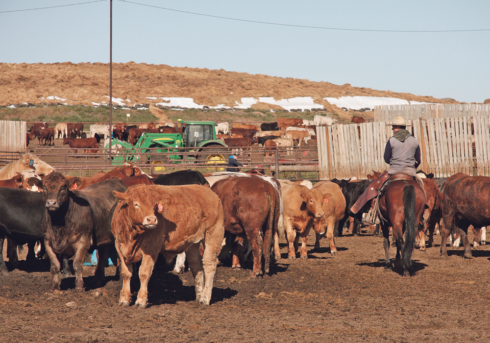 The well-being of the Canadian cattle feeding industry depends on uninterrupted rail service that’s needed to deliver essential feed supplies, including U.S. corn. | File photo