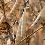 Chuck Penner, analyst with LeftField Commodity Research, recently told producers during the 2022 Winter Pulse Meeting hosted by Saskatchewan Pulse Growers the main reason for his optimism on yellow peas is that China appears to be back in the market after a lull in buying. | File photo