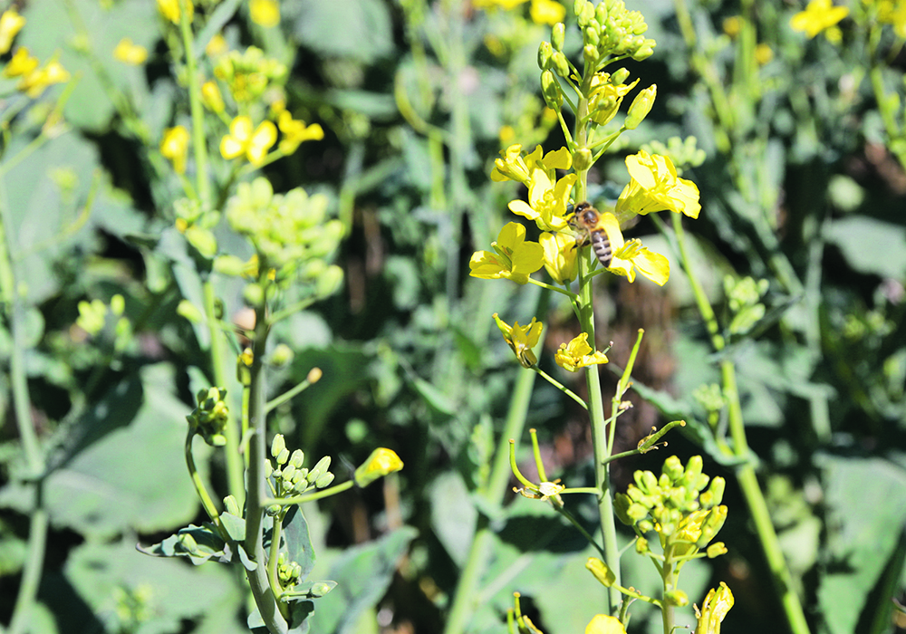 Research projects recently funded through the Canola Agronomic Research Program include monitoring a fungal pathogen that causes blackleg and examining drought tolerance in canola through modulating a novel gene family. | File photo