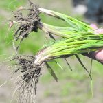 Despite the cooler soils that plants encounter in ultra-early seeding, they show healthy root systems. A research project focuses on soil temperatures and other environmental factors rather than the date. | File photo