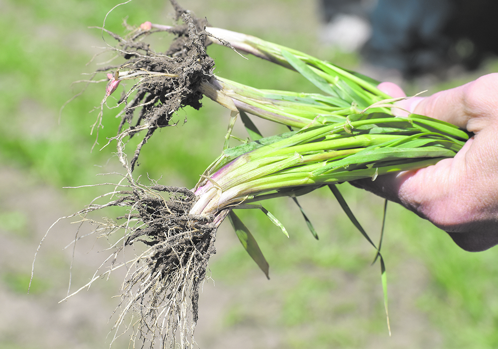 Despite the cooler soils that plants encounter in ultra-early seeding, they show healthy root systems. A research project focuses on soil temperatures and other environmental factors rather than the date. | File photo
