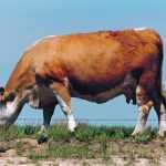 Mastitis is usually thought of as a dairy illness but beef cows are also susceptible. | File photo