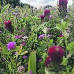 Producers who grow cover crops, such as this one containing clovers, must do so with a specific goal in mind. | Kevin Elmy photo