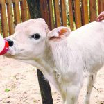 white newborn calf drinking milk from bottle