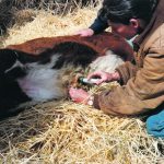 A calf suffering from septicemia is treated for navel ill by flushing out a navel abscess. | Heather Smith Thomas photo