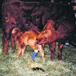 a calf’s leg is broken