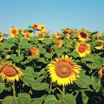 Canada and the United States are considered the only two other major producers that could pick up some of the slack in the northern hemisphere if sunflower production in Ukraine and Russia is reduced because of the war. | Reuters/Valentyn Ogirenko photo
