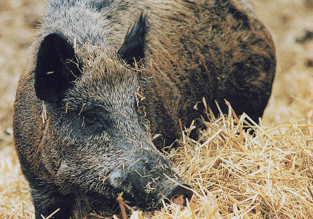 Today, wild boar cause a lot of crop damage. In north-central Alberta, wild populations are well-established. | File photo