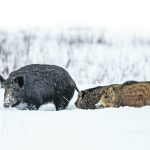 Provincial governments take steps to control wild pigs as the animals continue to cause concern on the Prairies. | Getty Images
