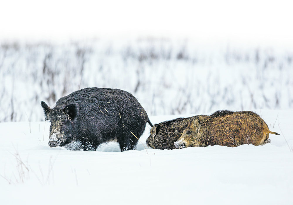 Provincial governments take steps to control wild pigs as the animals continue to cause concern on the Prairies. | Getty Images