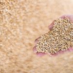 Analysts believe increased speculator involvement in the wheat market spurred a bull run largely influenced by supply tightness and the war in Ukraine. Chicago May futures hit an all-time high of $13.63 per bushel on March 7. | Reuters/Stephane Mahe photo