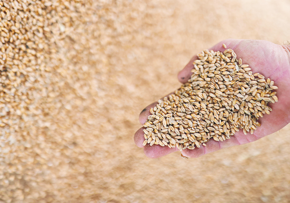 Analysts believe increased speculator involvement in the wheat market spurred a bull run largely influenced by supply tightness and the war in Ukraine. Chicago May futures hit an all-time high of $13.63 per bushel on March 7.  | Reuters/Stephane Mahe photo