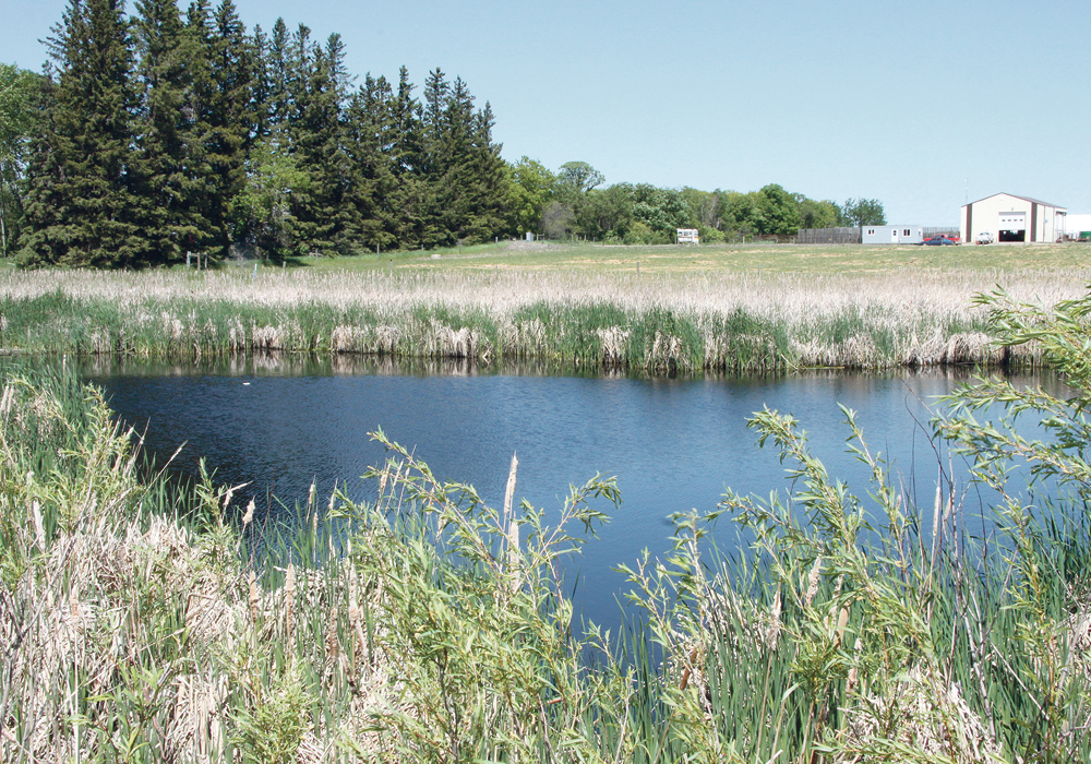 The watersheds association is fronting a group of 38 Saskatchewan and Manitoba organizations that will focus on agricultural water management, while the CCC is focused on improving canola productivity while slashing emissions of greenhouse gases. | File photo